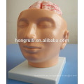 ISO menschliches Gehirn mit Arterien auf Kopf Modell, Gehirn Anatomie Modell